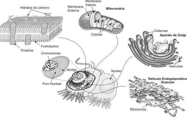 celula vegetal partes. de una célula animal y sus